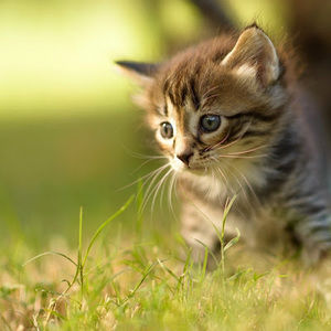 Meet your Posher, Kaylee
